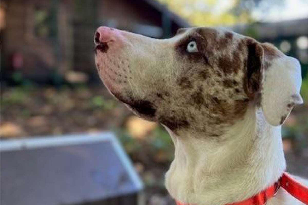 Er trotzt seinem schweren Schicksal: Hund Jay sucht ein neues Zuhause