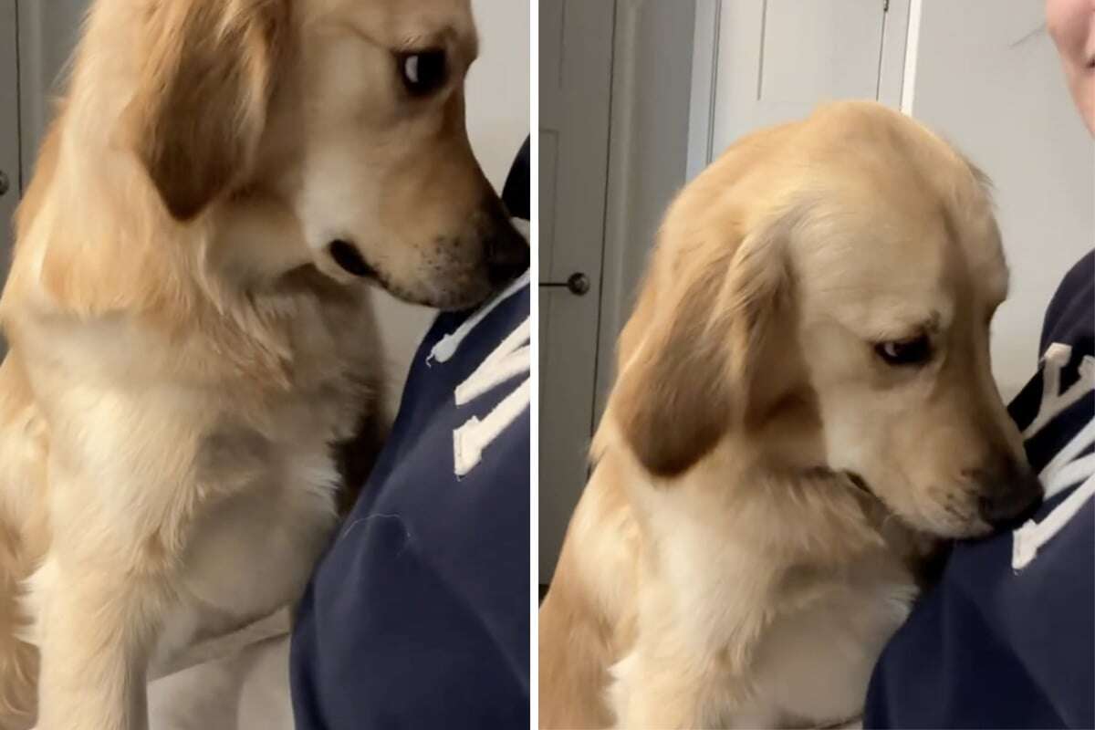 Golden Retriever ist stinksauer auf sein Frauchen: Der Grund ist zum Schreien