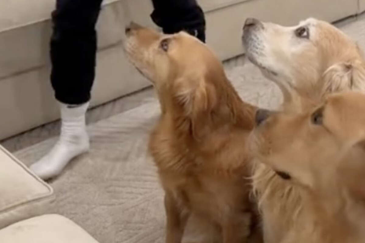 Golden Retriever treffen erstmals auf Baby: Was sie dann tun, geht so nahe