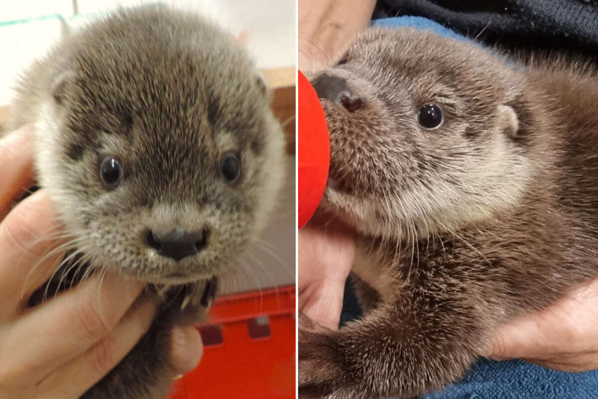 Vier verwaiste Otterbabys gefunden: Jetzt sollen sie zu einer Familie werden