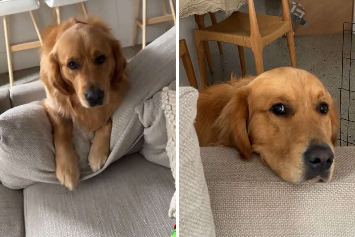 Golden Retriever bettelt und bettelt: Doch sein Ziel sorgt für gute Laune