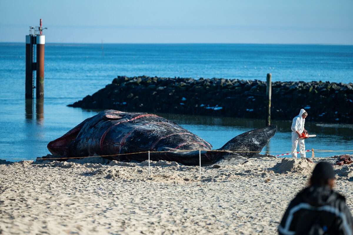 Zersägt und geborgen: Teile des Sylt-Wals auf dem Festland