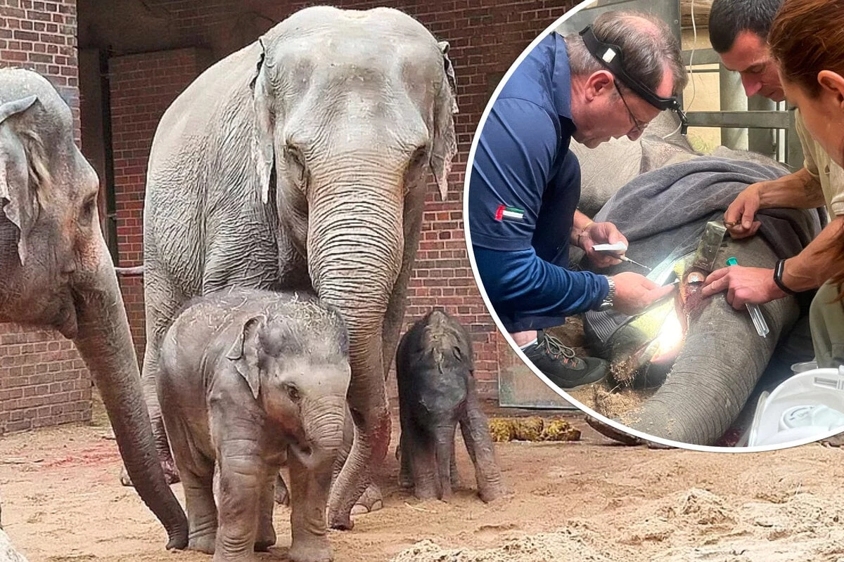 Sorge um Elefanten-Nachwuchs im Leipziger Zoo: Jungbulle muss operiert werden