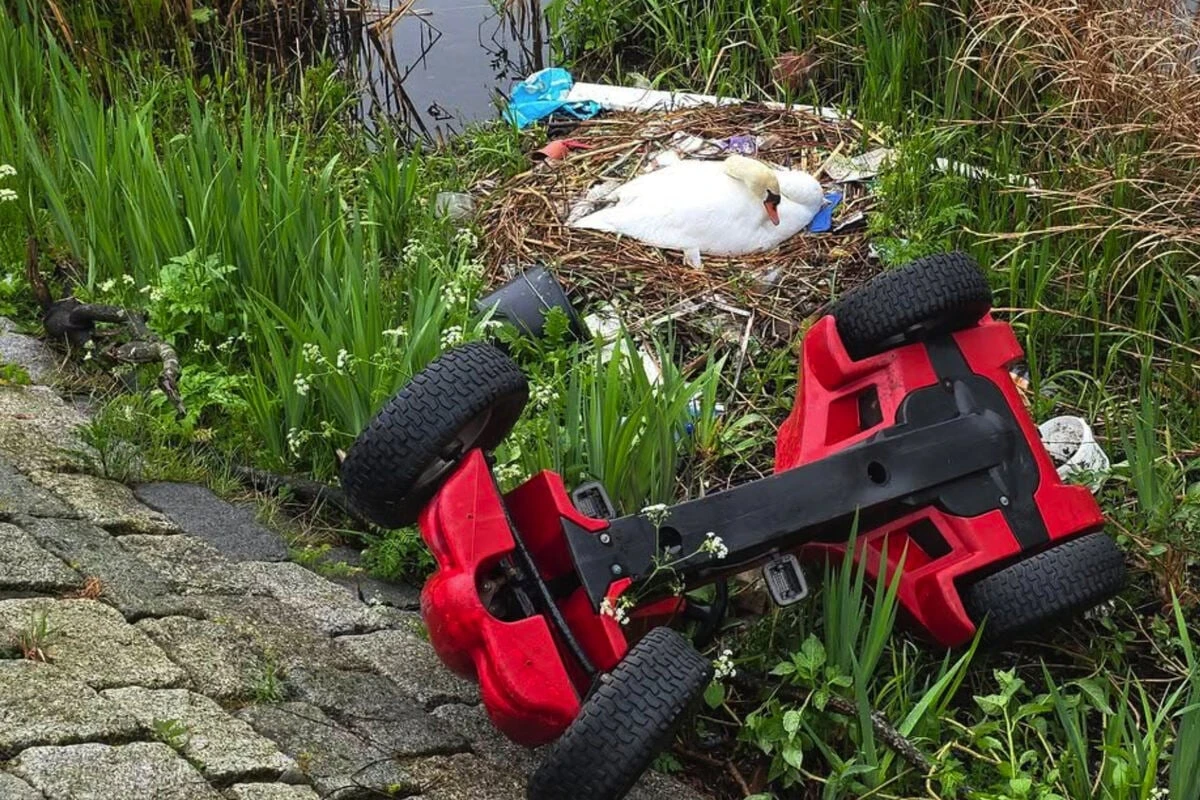 Sinnlos-Attacke: Schwan brütet Eier aus, plötzlich kommt Kinder-Traktor geflogen