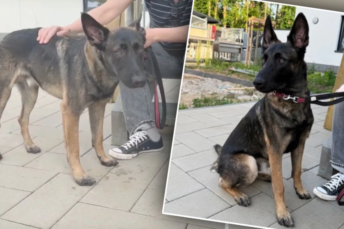 Hund kommt ins Tierheim, doch es ist seine Rettung: 