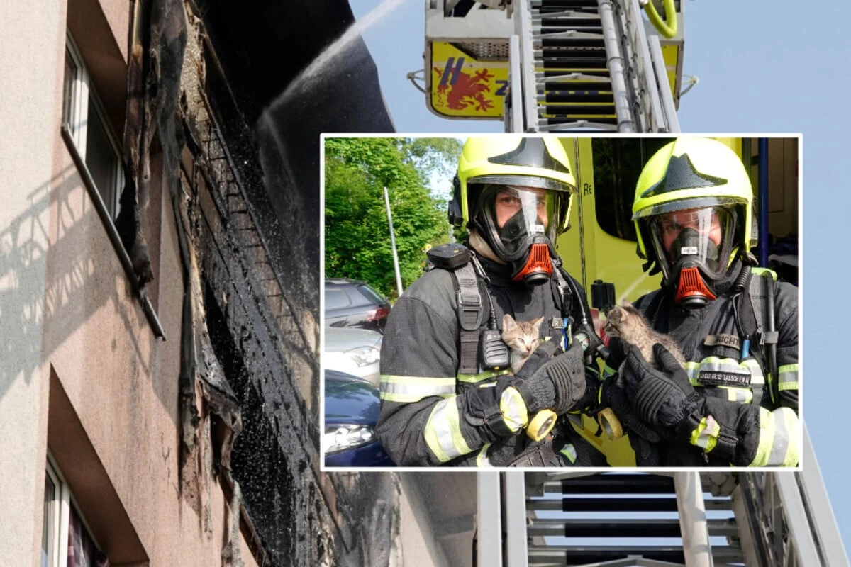 Einsatzkräfte retten vier Katzen bei Wohnungsbrand in Chemnitz