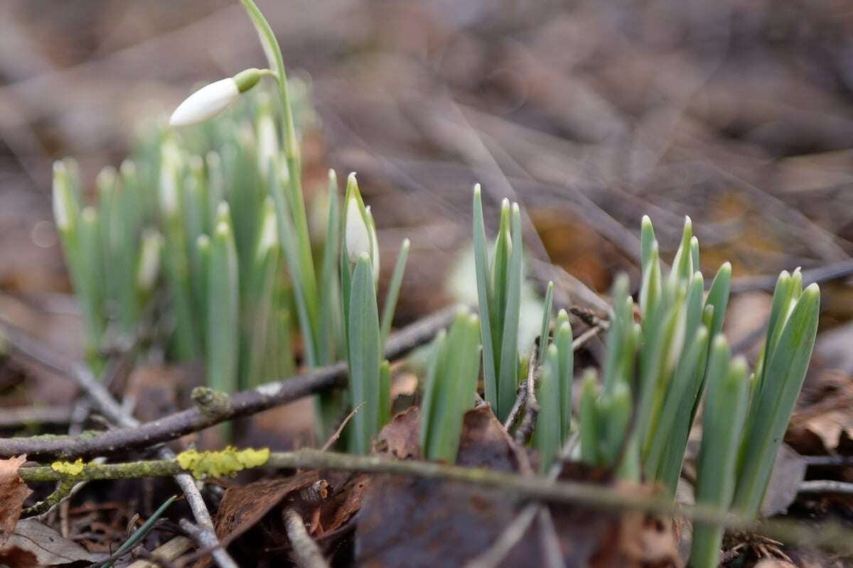 Deine Schneeglöckchen blühen nicht? Das kannst Du gegen Blühfaulheit tun