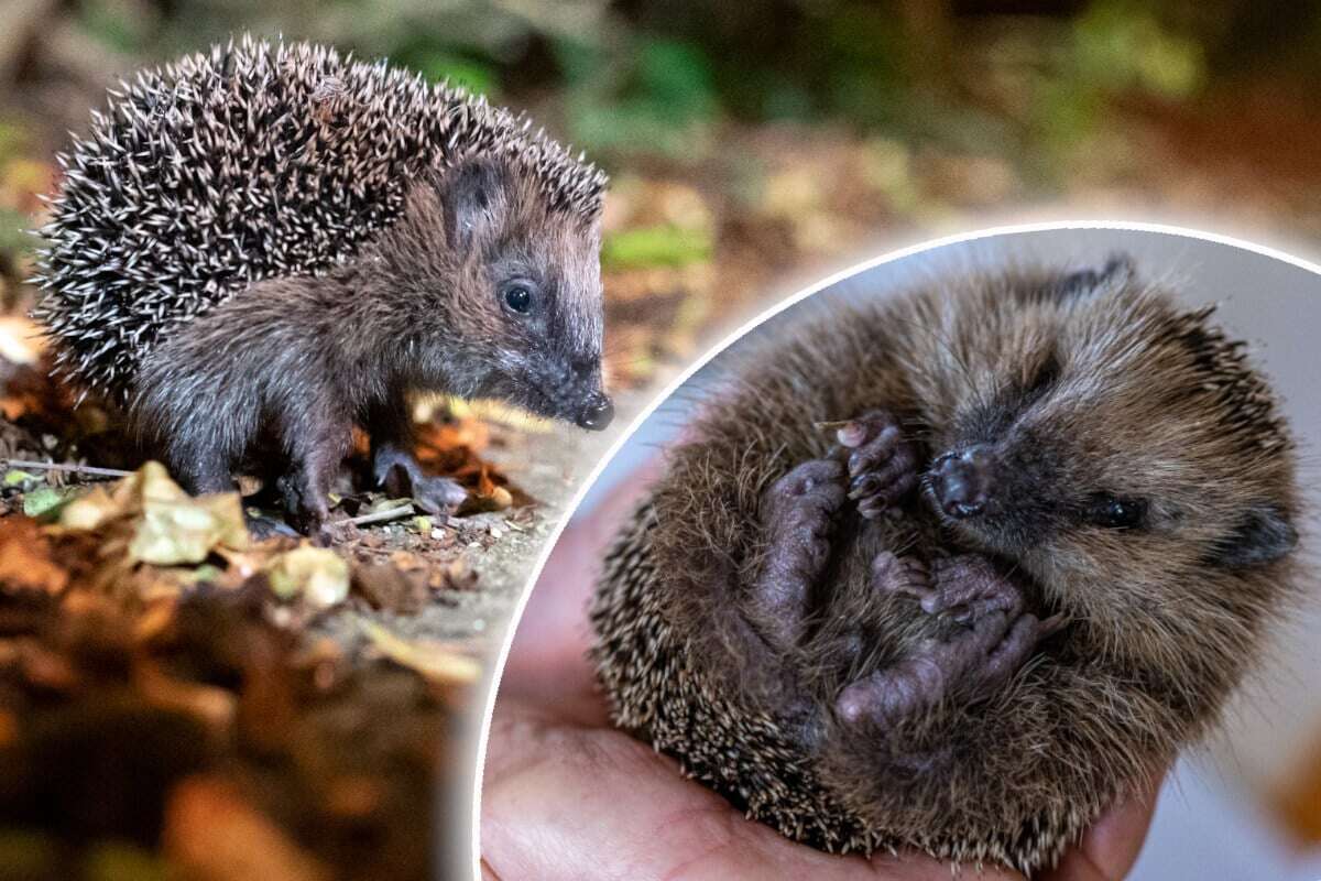 Igel wacht aus Winterschlaf auf: So kannst Du helfen