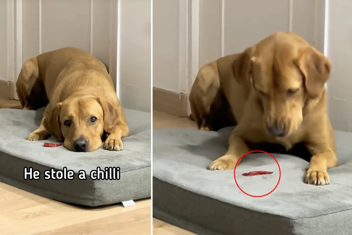 Labrador in sein Leckerli beißt: Seine Reaktion bringt (fast) alle zum Lachen