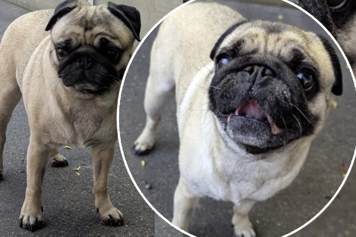Süßes Mops-Mädchen sucht Zuhause, aber es gibt einiges zu beachten