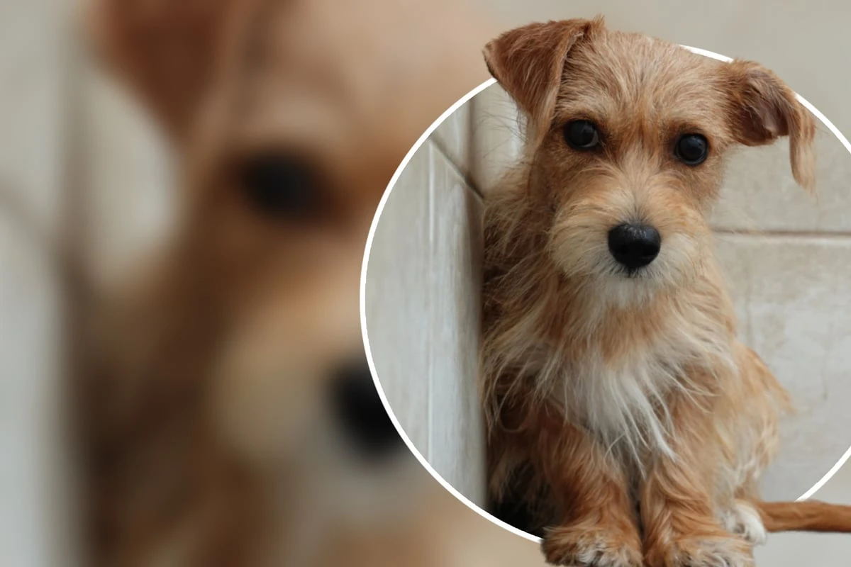 Hunde-Mädchen Pixy einsam und alleine auf einem Friedhof gefunden