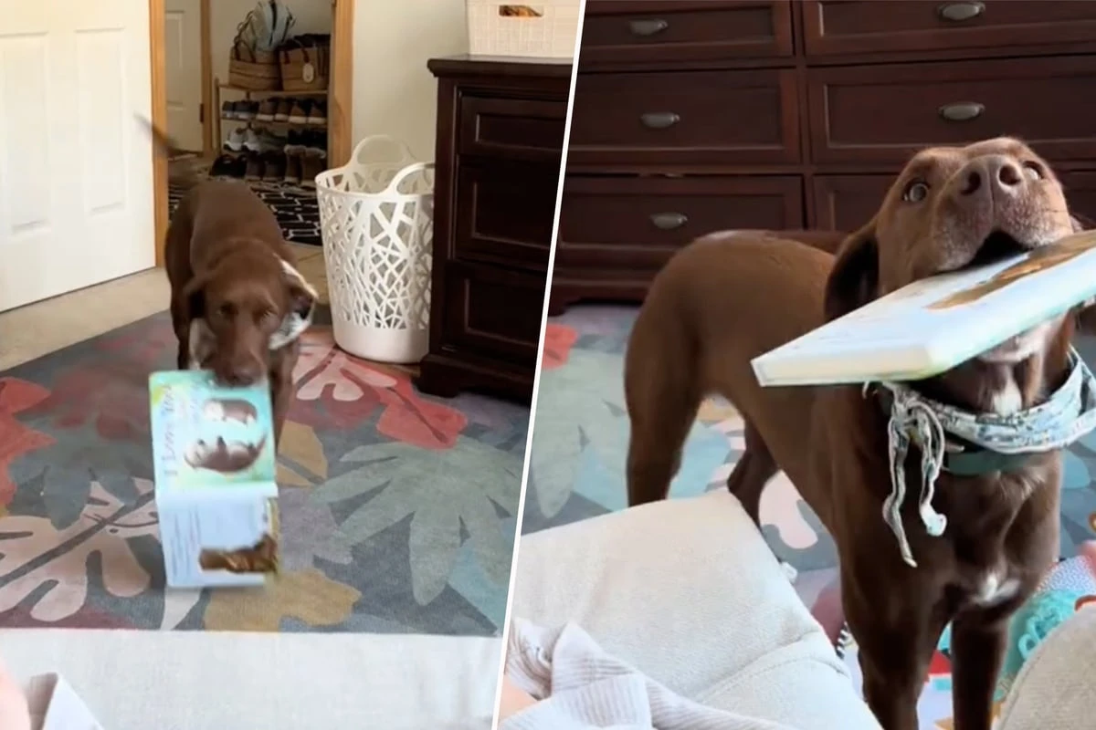 Mutter will ihr Kind stillen, was ihr Labrador-Mix dann tut, lässt Herzen schmelzen