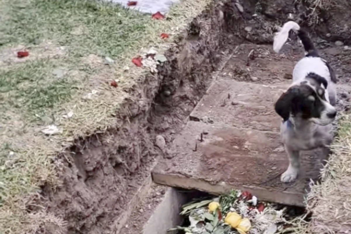 Hund springt bei Beerdigung ins Grab: Was er dann versucht, bricht so viele Herzen