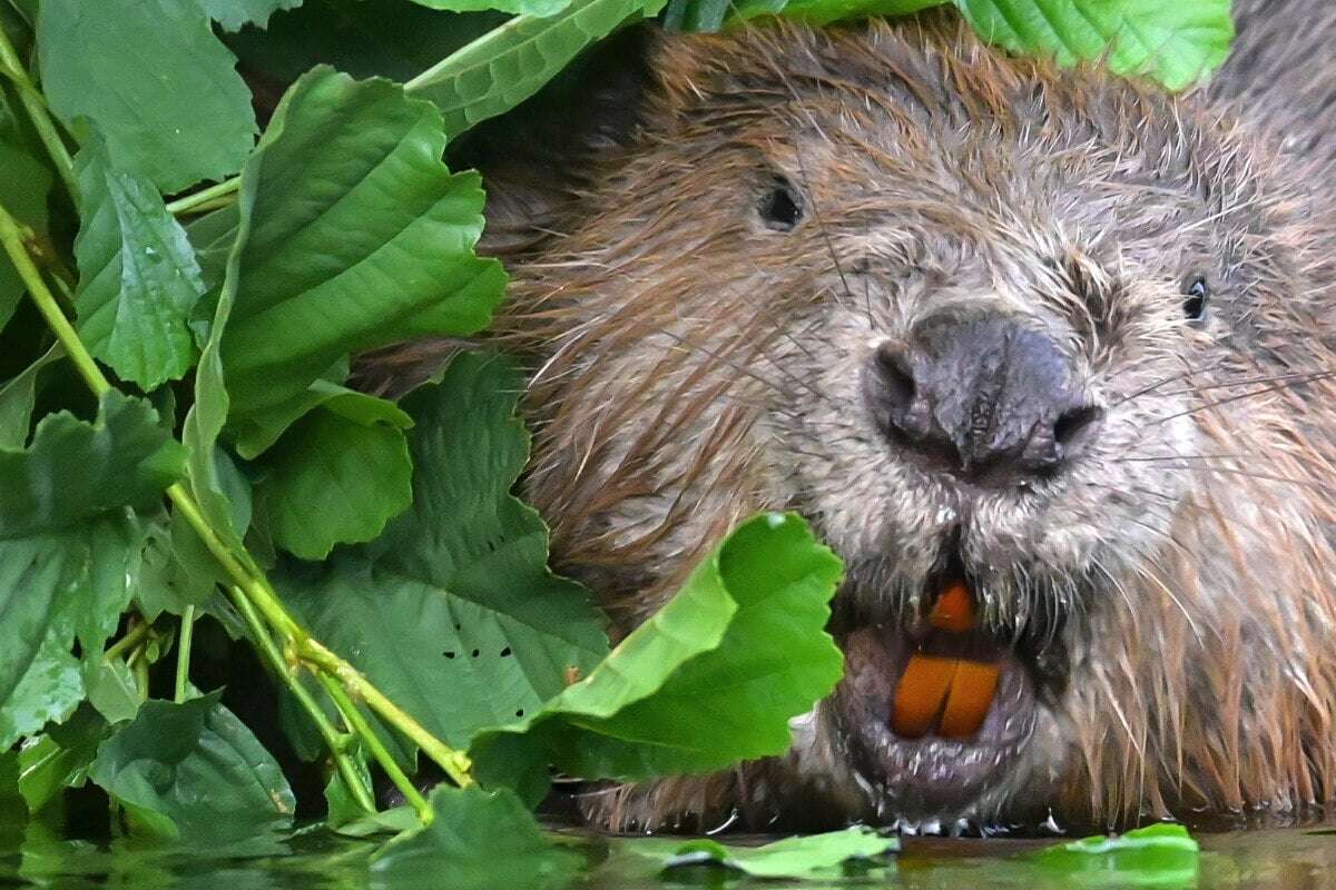 Hochwasser der Oder zwingt Brandenburg zur Tötung von Bibern: Das ist der Grund