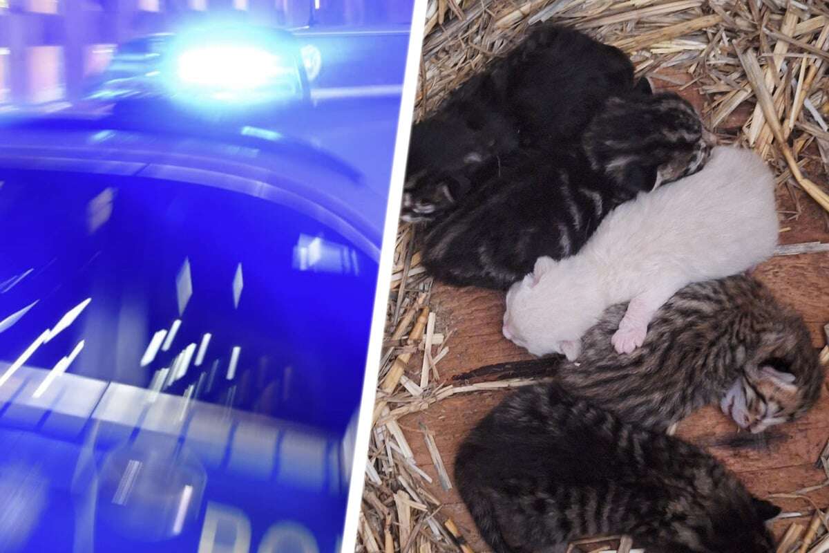 Besonderes Katzenbaby unter mysteriösen Umständen aus Anwesen gestohlen