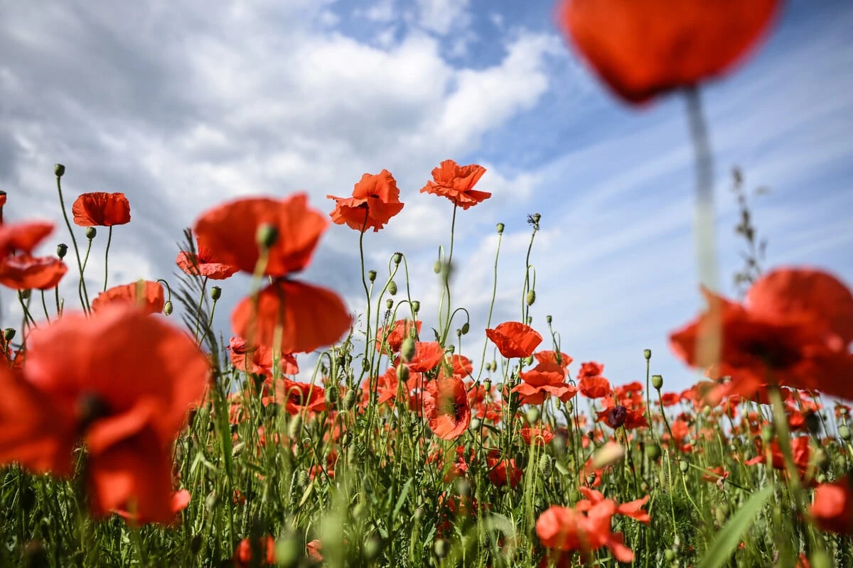 Nach Wind und Schauern: Dann steigen die Temperaturen in NRW wieder