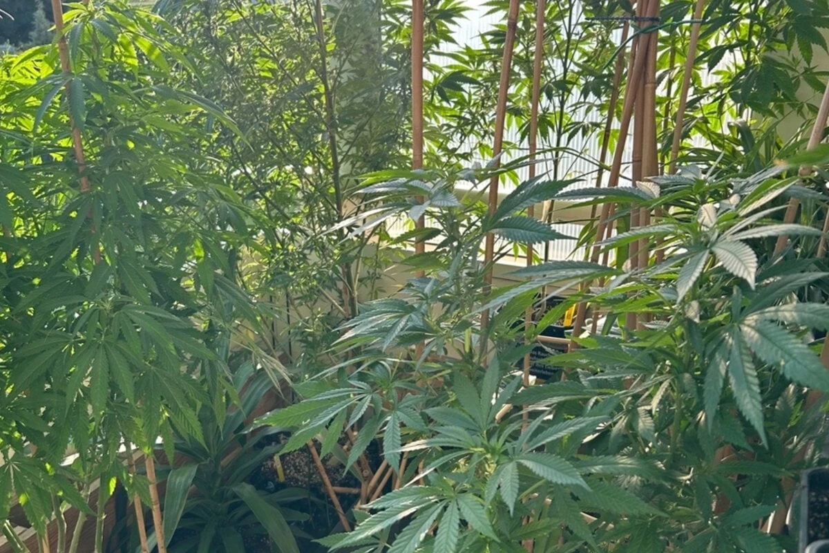 Wie im botanischen Garten: Polizei stürmt Kiffer-Bude in Sachsen