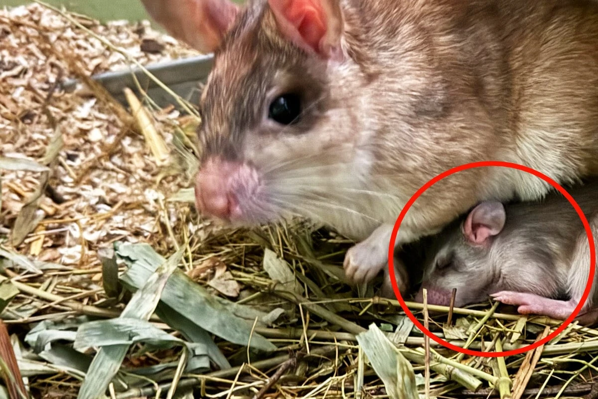 Nachwuchs bei den Riesenratten: Deshalb ist die Freude in Frankfurt groß