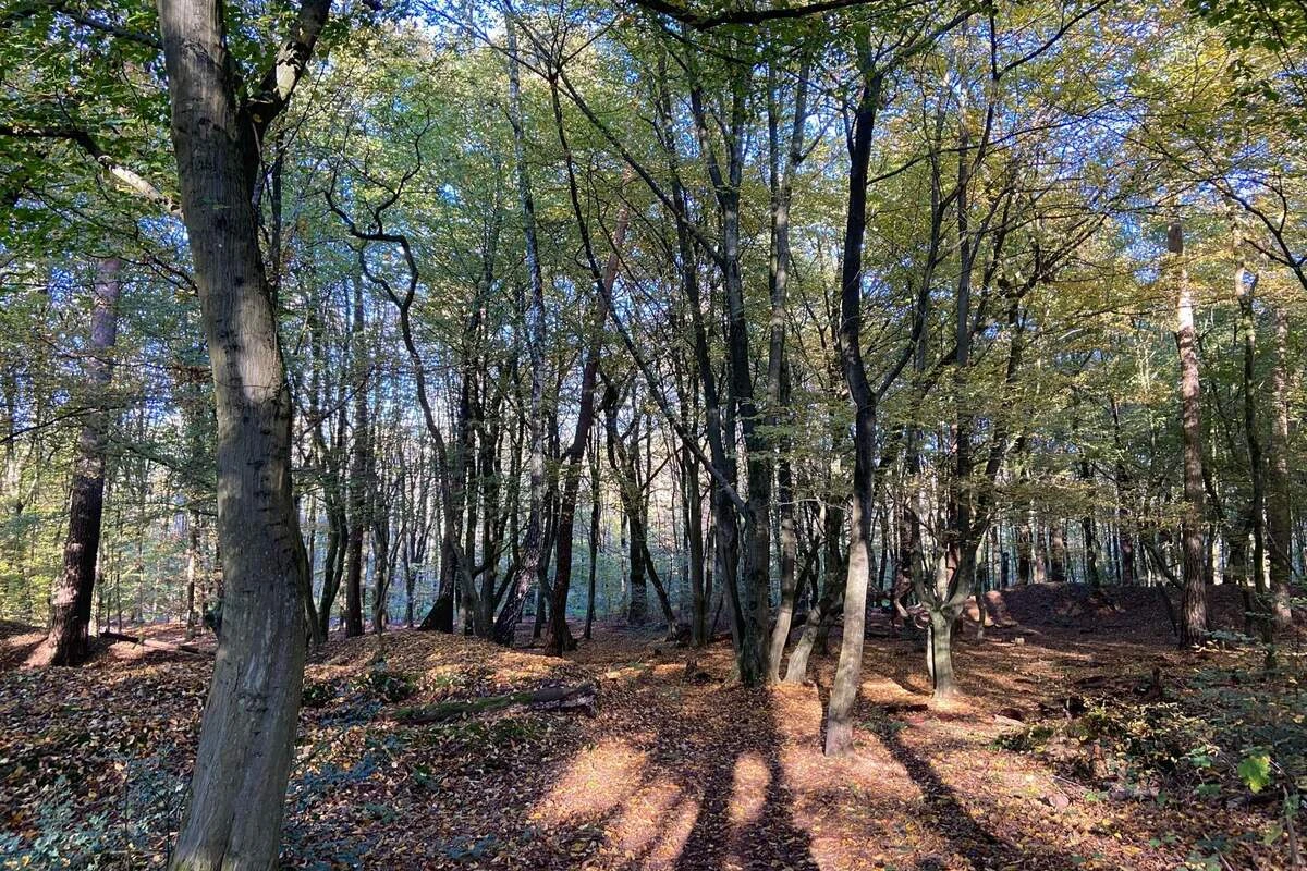 Messer-Mann bedroht mehrere Kinder: Dann erhält Polizei einen Notruf aus dem Wald