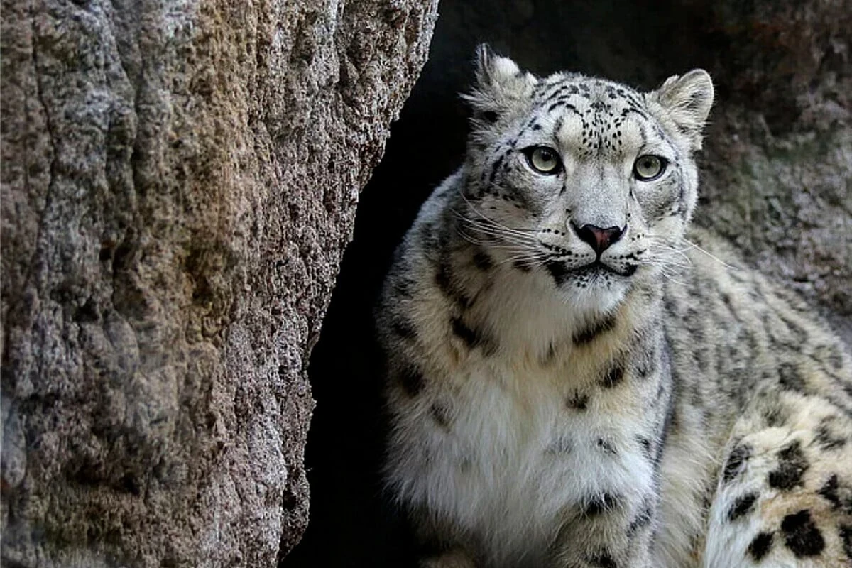 Enttäuschung bei Schneeleoparden im Zoo Leipzig: Hergerichtete Mutterstube bleibt leer