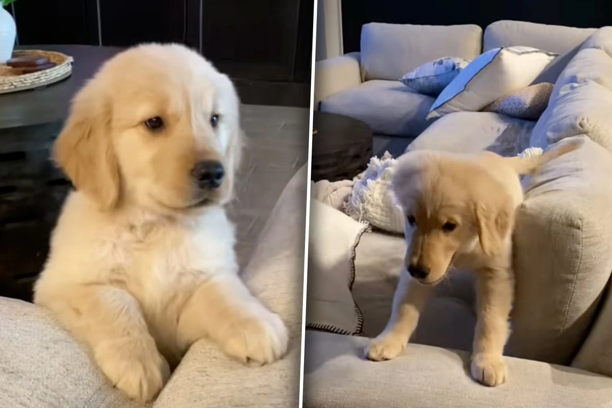 Golden Retriever erobert Sofa: Was er neun Monate später tut, lässt Lachtränen fließen
