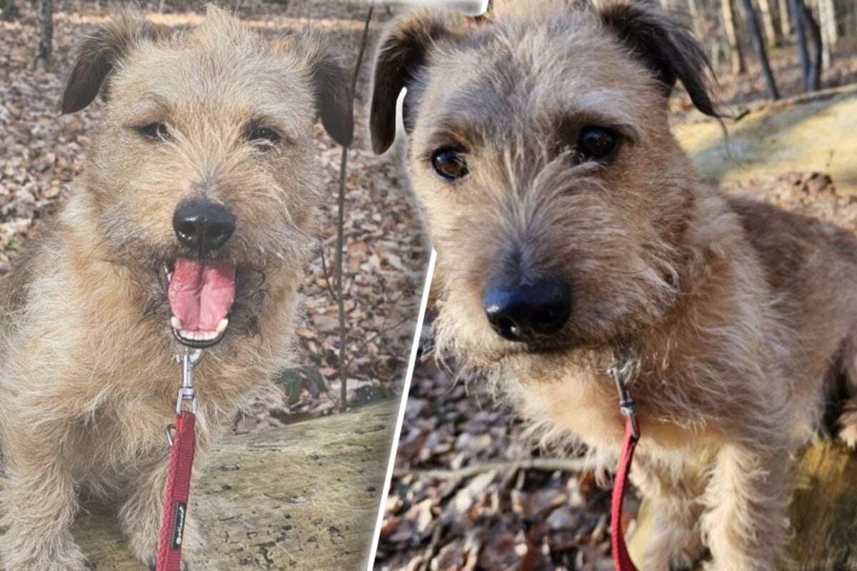 Kleiner Hund sucht großes Glück: Toto ist ein reizendes Kerlchen