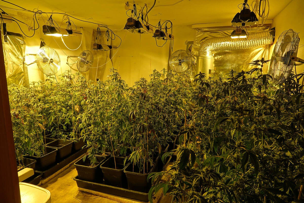 Riesige Cannabisplantage in Sachsen entdeckt: Polizei stellt über 1400 Pflanzen sicher