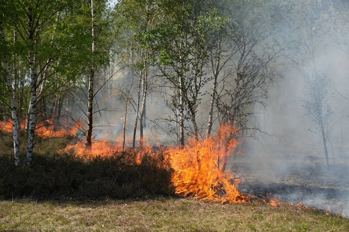Waldbrandgefahr steigt im Süden Brandenburgs