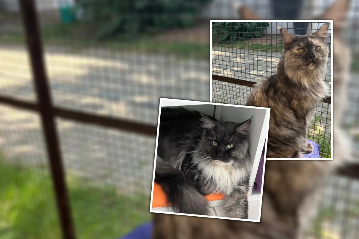 Eine Katastrophe für ihre Psyche: Lilly und Timmi halten es im Tierheim einfach nicht mehr aus!