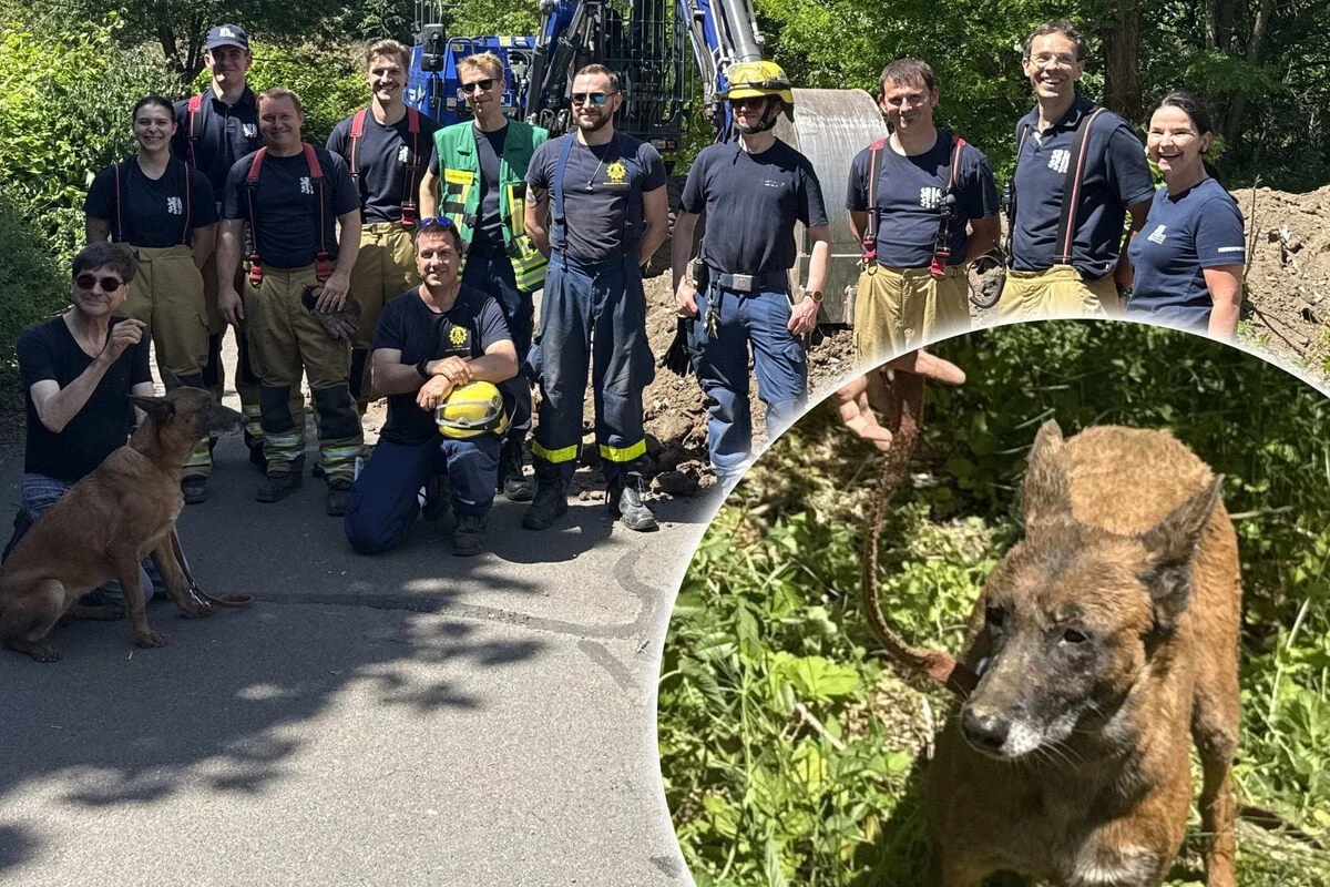 Spektakulärer Rettungseinsatz! Hündin 
