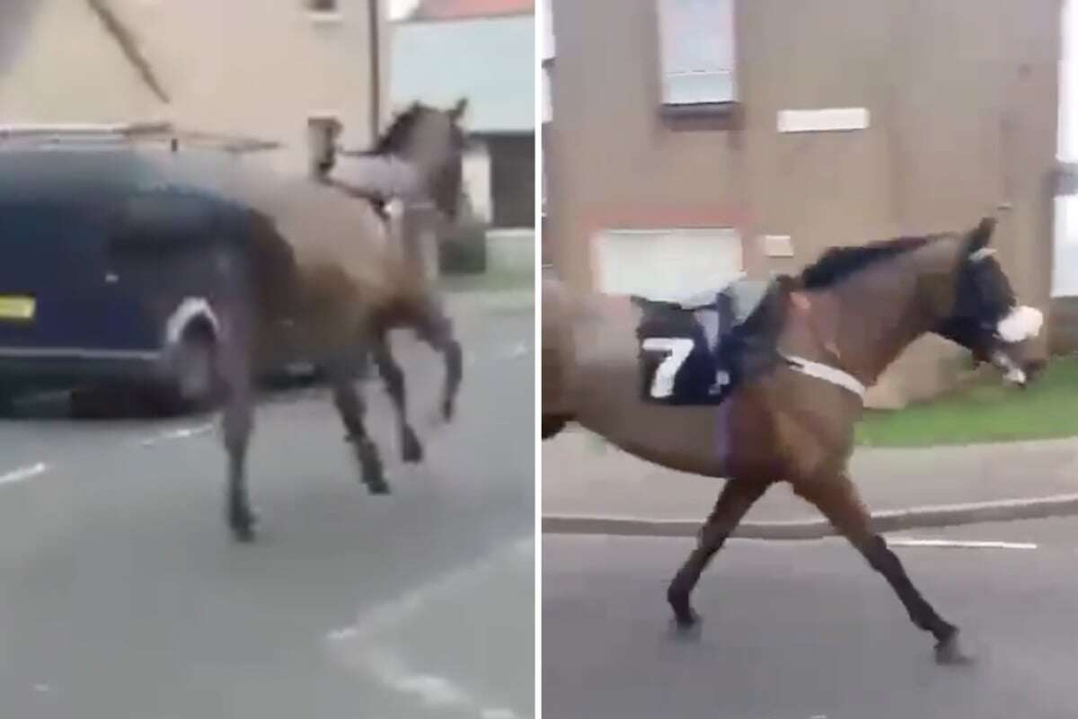 Rennpferd wirft Jockey ab und macht sich aus dem Staub