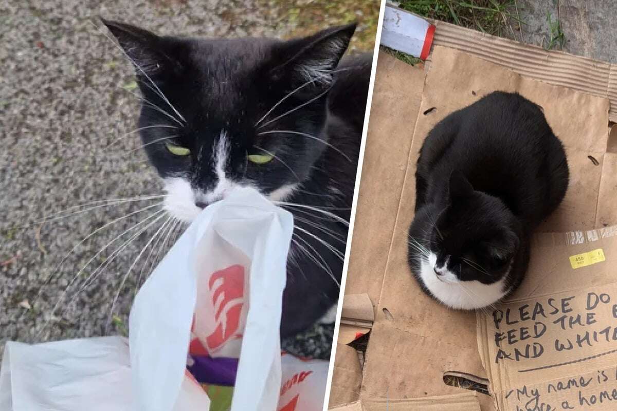 Traurige Katze sitzt einsam in einer Gasse - als Mann die Wahrheit erfährt, kann er nur lachen