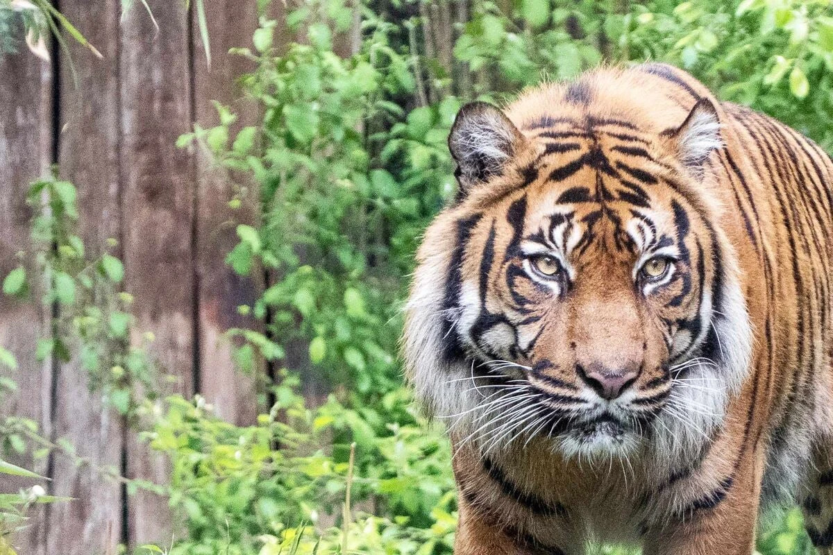 Zoo schläfert Tiger Tebo ein: So traurig reagiert seine Gefährtin auf den Verlust