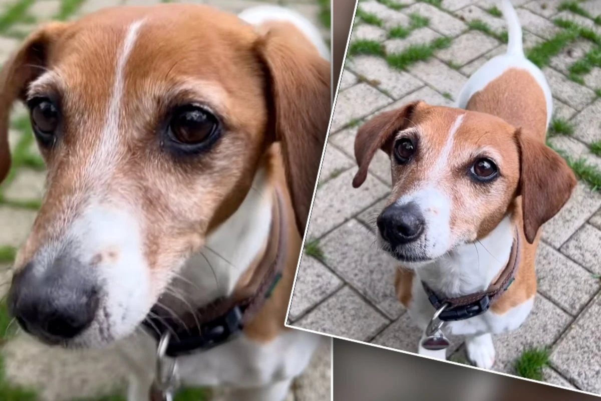 Kleine Hündin kommt nach Jahren aus Vermittlung zurück: Nun sucht sie ihr großes Glück