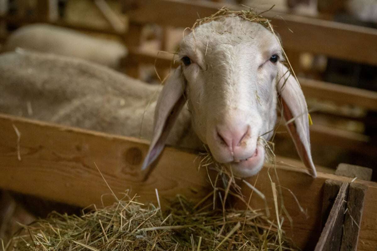 Blauzungenkrankheit in weiterer sächsischen Region nachgewiesen