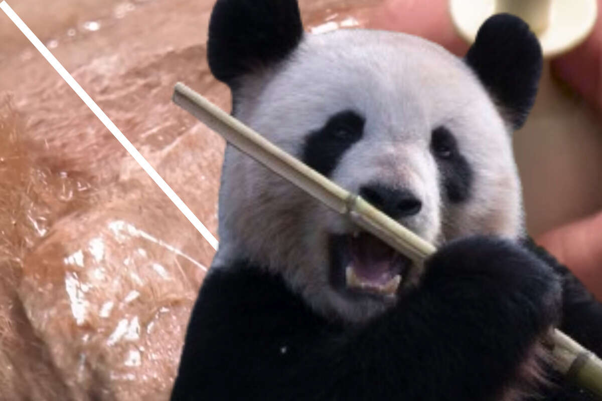 Happy Birthday Panda-Dame Meng Meng! Ist da etwa ein Babybauch zu sehen?