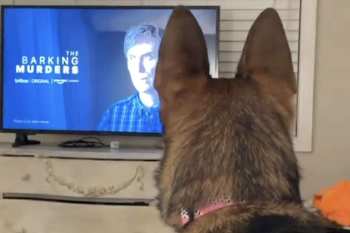 Als Schäferhund sieht, was Frauchen da im Fernsehen schaut, reagiert er entsetzt