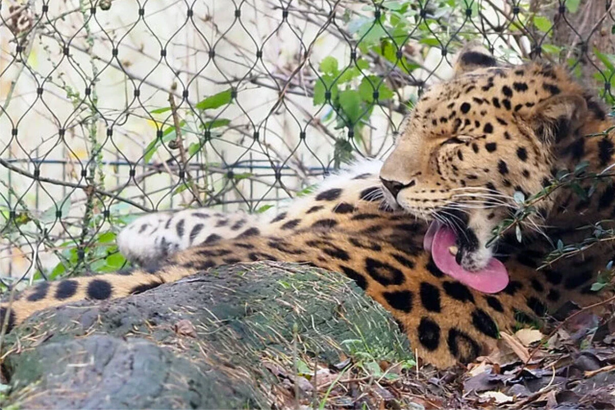 Rätselraten wegen Sexflaute im Zoo Leipzig: 