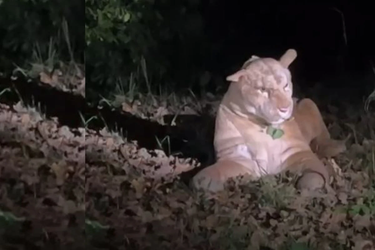 Puma in Frankfurter Park gesichtet! Polizeieinsatz wegen mysteriösem Raubtier