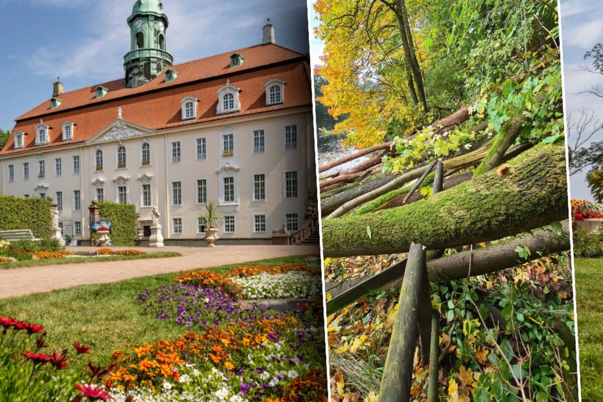 Baumärger nervt Waldbesitzer: 