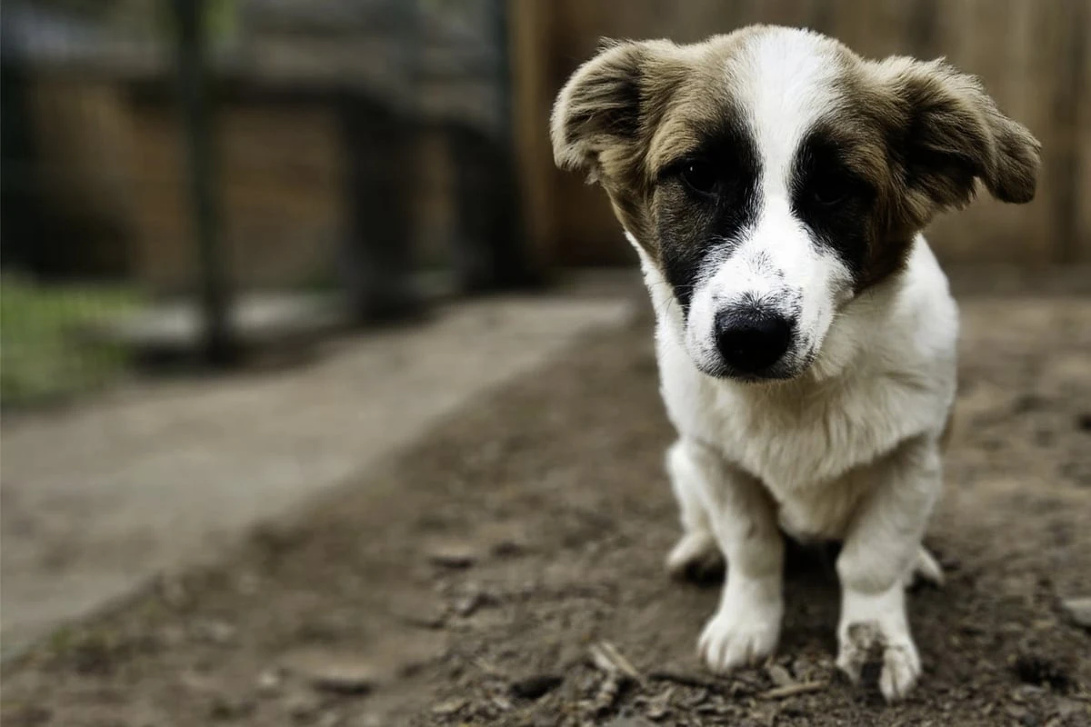 Der kleine Jasper landete im Tierheim, wer zeigt ihm jetzt die schönen Seiten des Lebens?