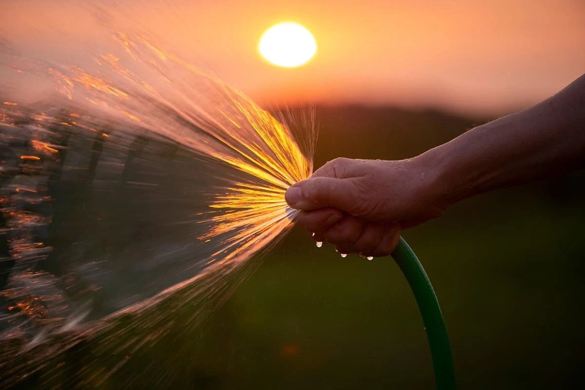Garten bewässern: Sollte man lieber morgens oder abends gießen?