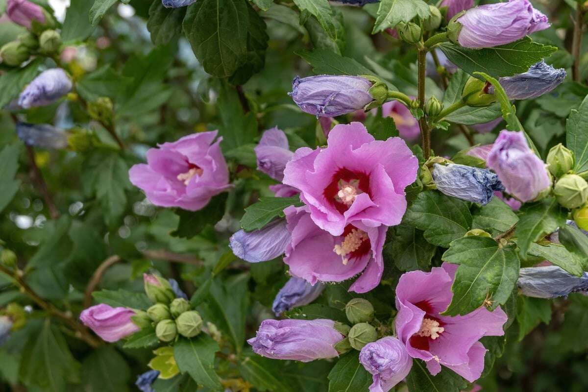 Blühfaul? Zum Schutz vor dem Vergreisen sollte man seinen Hibiskus schneiden