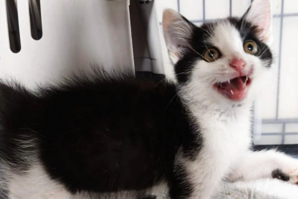 Schwanz abgerissen: Verletztes Katerchen 