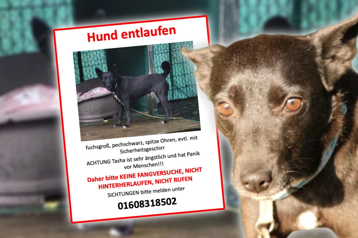 Ängstliche Hündin entläuft nach Adoption: Letzte Spur führt in die Dresdner Heide