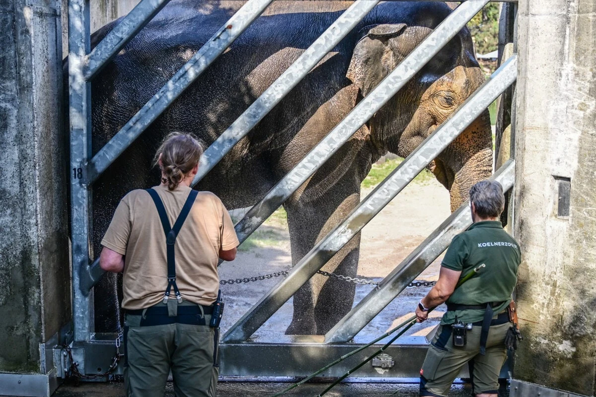 Neues Angebot vom Kölner Zoo: Jetzt können Elefanten-Fans den Dickhäutern ganz nah kommen