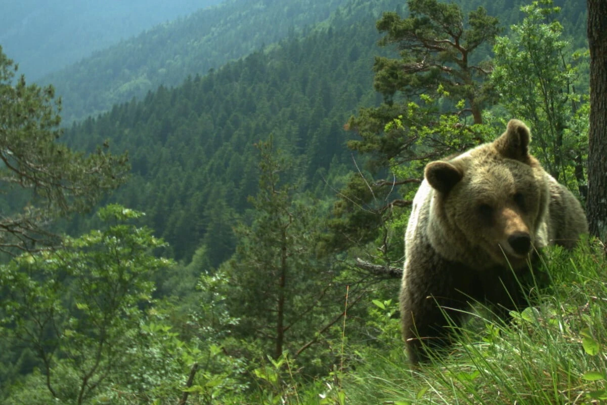 Bär in Bayern? Rund 70 neue Hinweise auf Raubtier