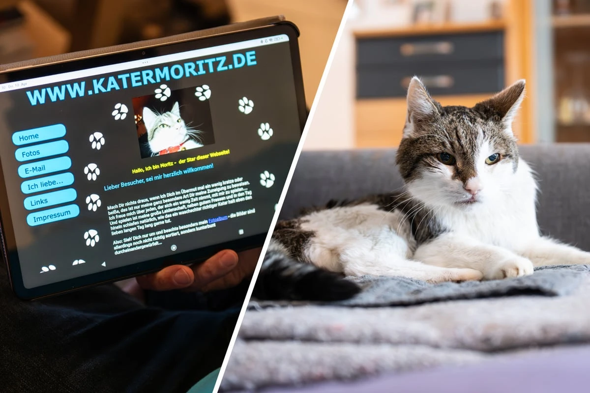 Kater Moritz bekommt Post: Muss er jetzt etwa Rundfunkbeitrag zahlen?