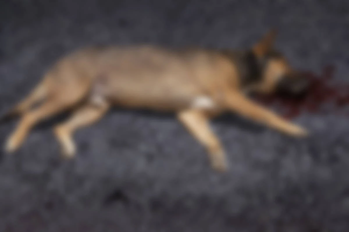 Hund entwischt und läuft auf Autobahn, Mann kann nicht mehr bremsen - tot!