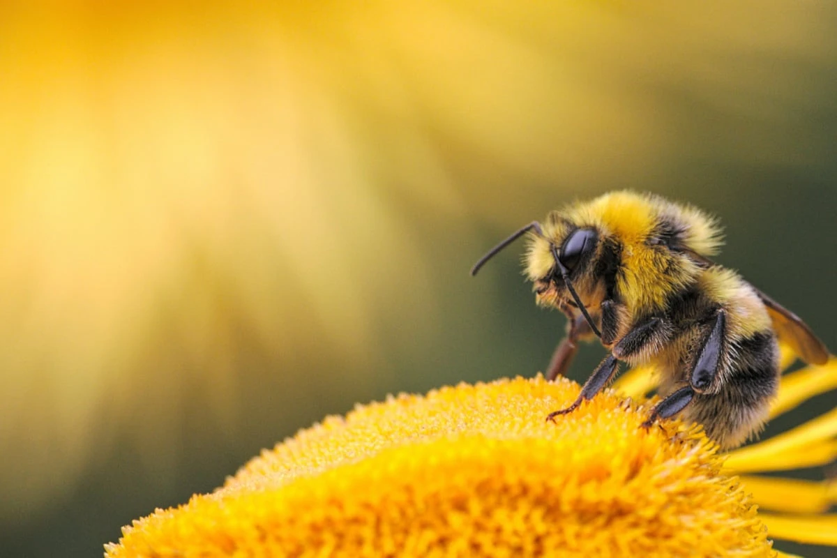 Wie kann man Bienen & Hummeln schützen? Die besten Tipps für Garten, Balkon & Terrasse